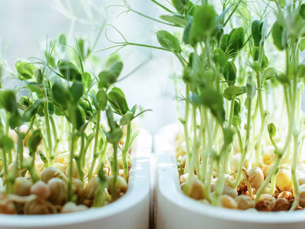Microgreens