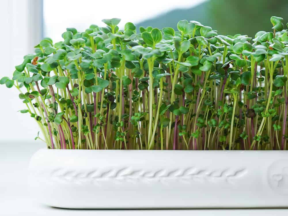 Microgreens anbauen