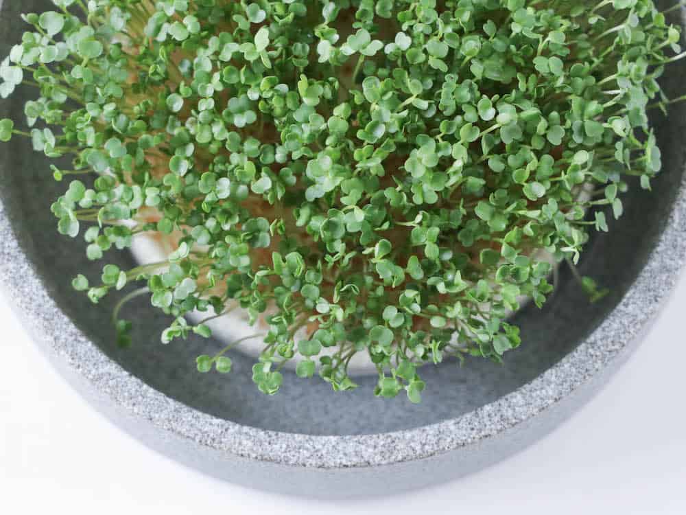 Microgreens